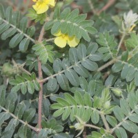 Tribulus terrestris L.